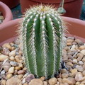 Golden-spined saguaro, Wax cactus, Cone cactus, (Mexican) Cardón,نیوبوکسبامیا پولیلوفا,کاکتوس مخروطی